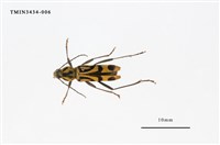 藏品(竹虎天牛)的圖片